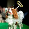 We Were There: Dog Fashion Show!